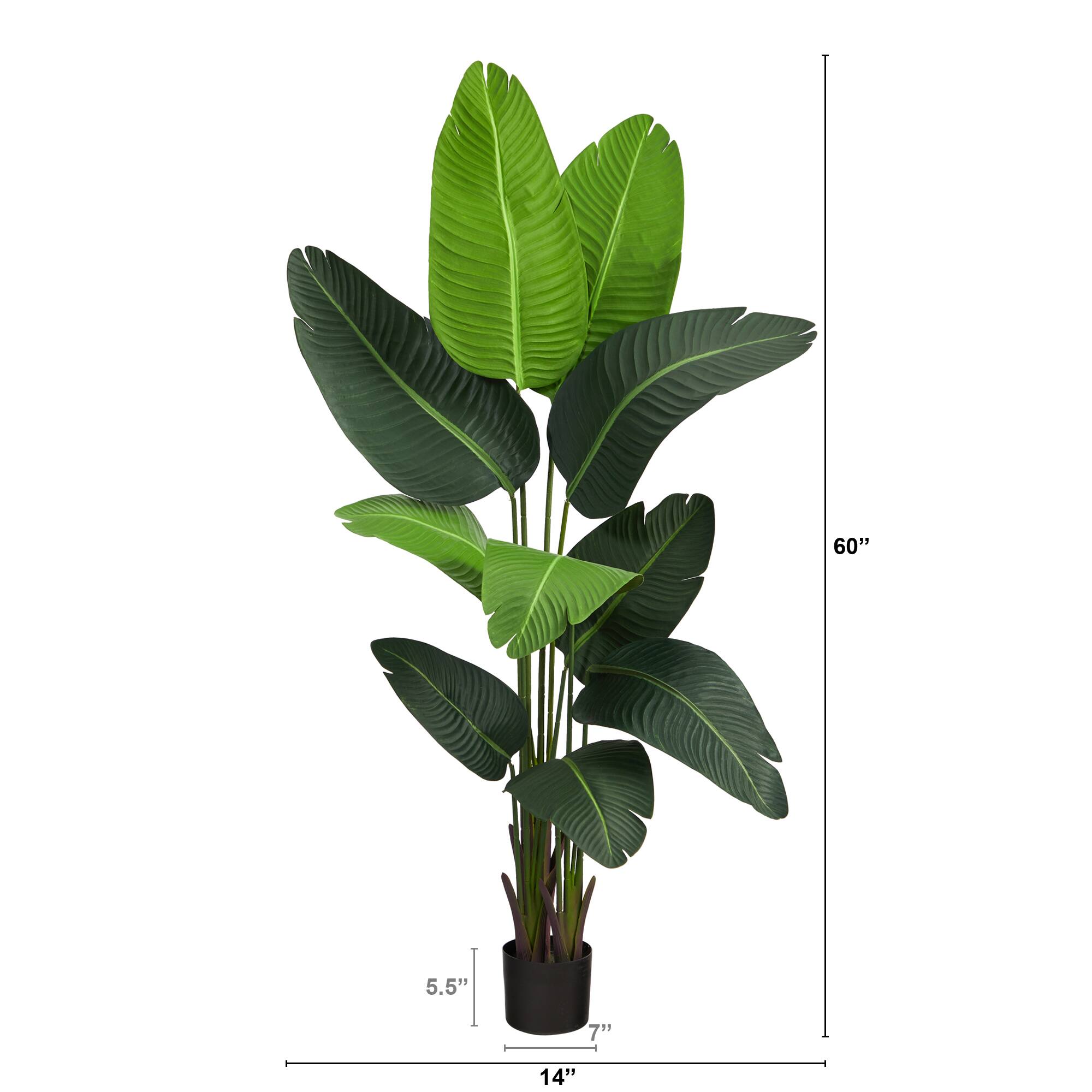 5ft. Potted Travelers Palm Tree